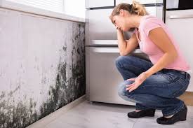 Mold Remediation for Vacation Homes in Ross, OH